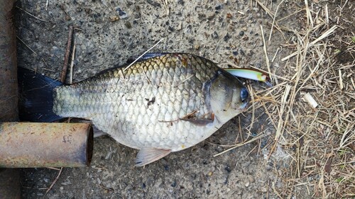 ヘラブナの釣果