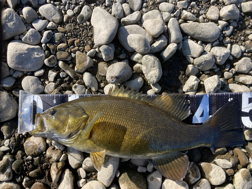 スモールマウスバスの釣果