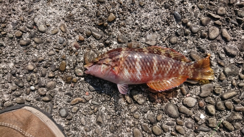 タカノハダイの釣果