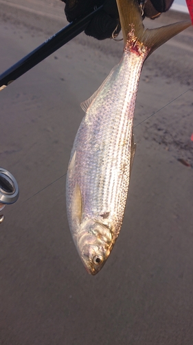 コノシロの釣果