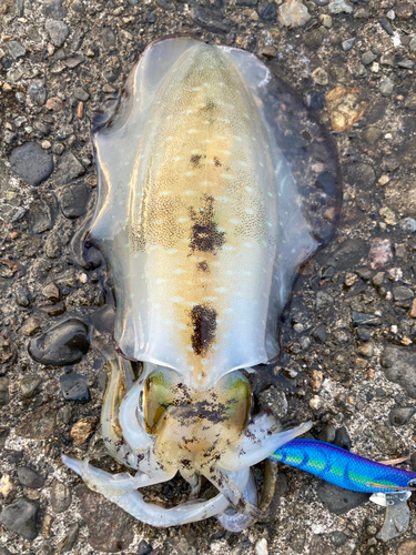 アオリイカの釣果