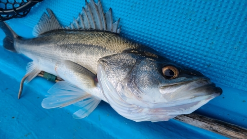 マルスズキの釣果