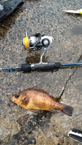 メバルの釣果