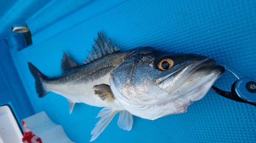 マルスズキの釣果