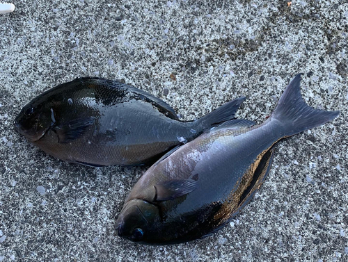 オナガグレの釣果