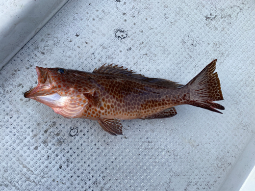 オオモンハタの釣果