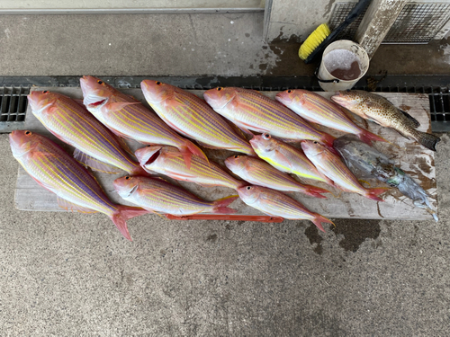 イトヨリダイの釣果