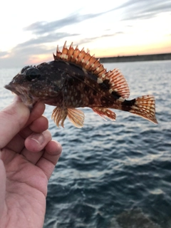 アラカブの釣果