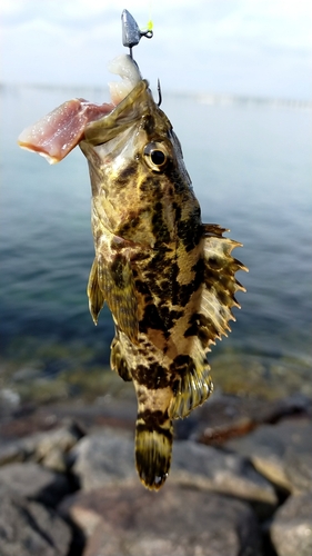 タケノコメバルの釣果