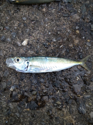 ムロアジの釣果