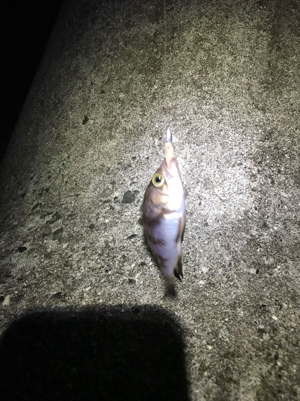 メバル