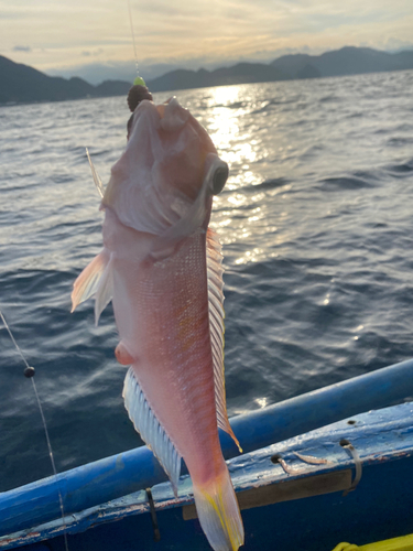 アマダイの釣果