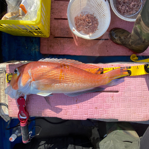 アマダイの釣果