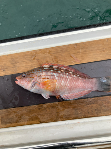 ベラの釣果