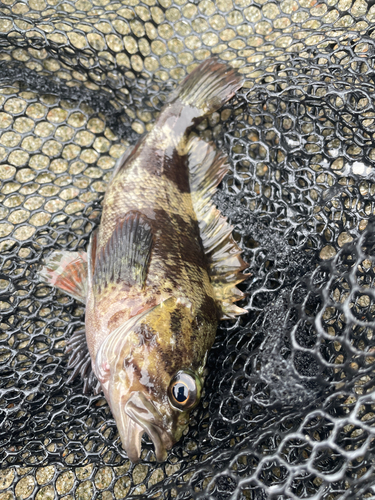 ムラソイの釣果