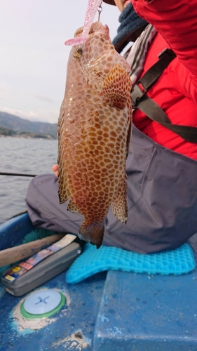 オオモンハタの釣果