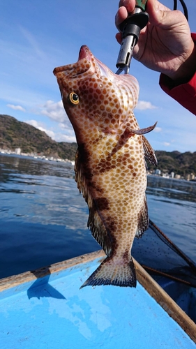 オオモンハタの釣果