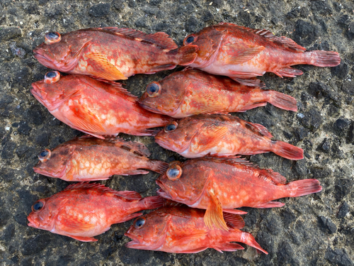 カサゴの釣果