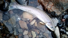 アメマスの釣果