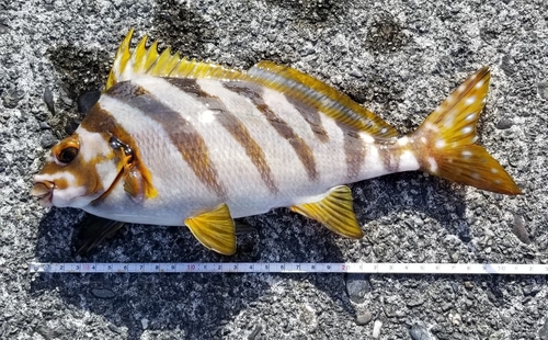 タカノハダイの釣果