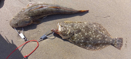 マゴチの釣果