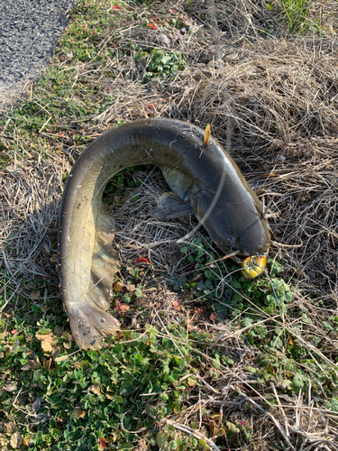 ナマズの釣果