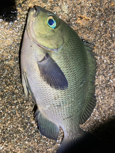 グレの釣果