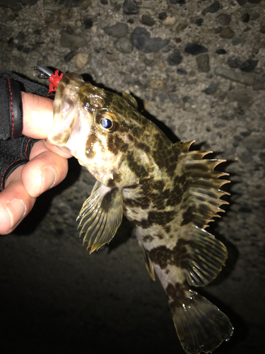 タケノコメバルの釣果