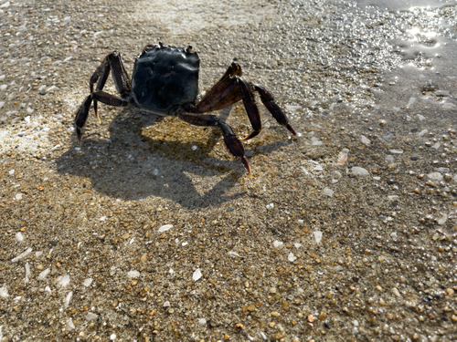 モクズガニの釣果