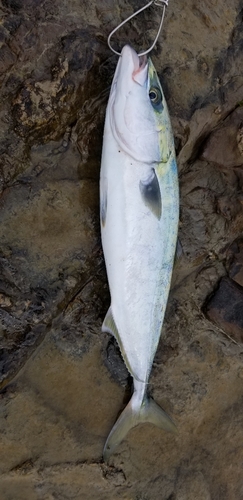 イナダの釣果