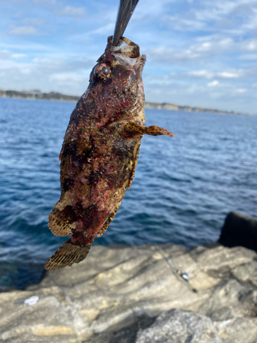 ヨロイメバルの釣果