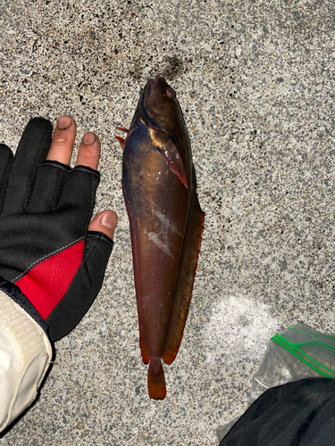 ドンコの釣果