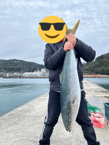 ブリの釣果