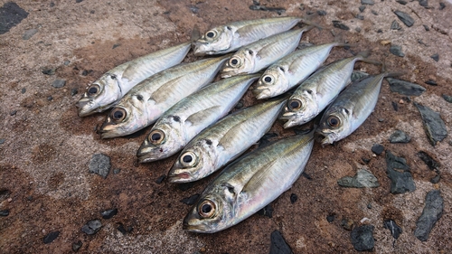 アジの釣果