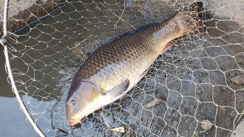 コイの釣果