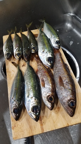 クロムツの釣果