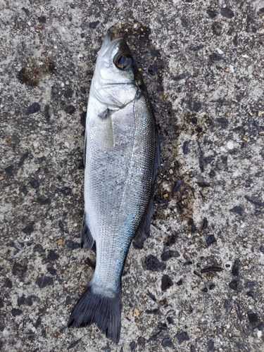 ヒラスズキの釣果