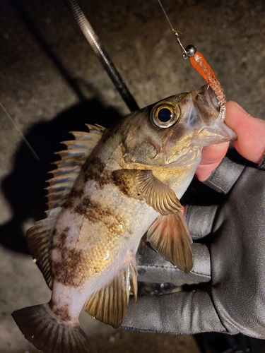 メバルの釣果