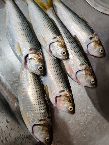 コノシロの釣果