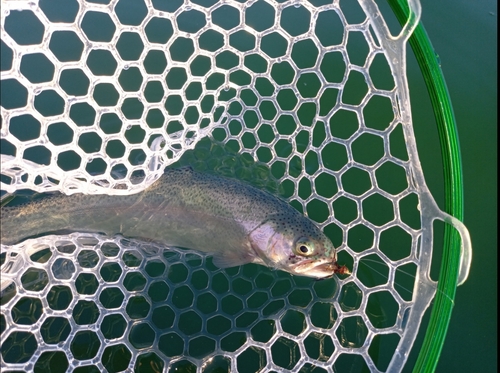 ニジマスの釣果