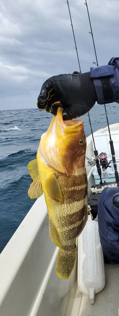 アオハタの釣果