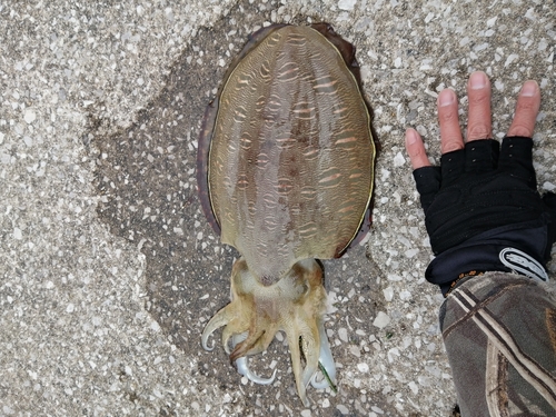 コウイカの釣果