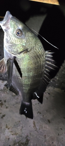 チヌの釣果