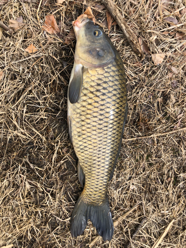 コイの釣果