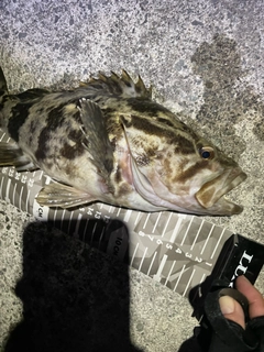 ベッコウゾイの釣果