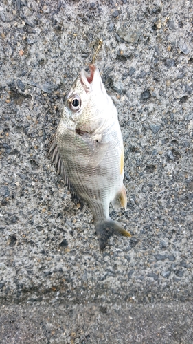 キチヌの釣果