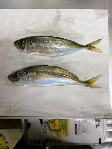 マアジの釣果