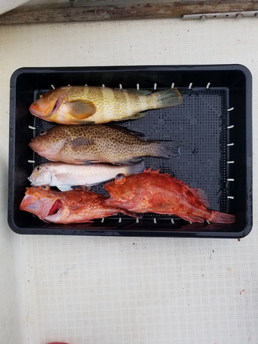 オオモンハタの釣果