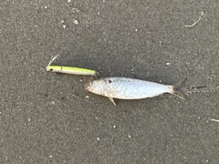 コノシロの釣果