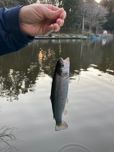 ニジマスの釣果